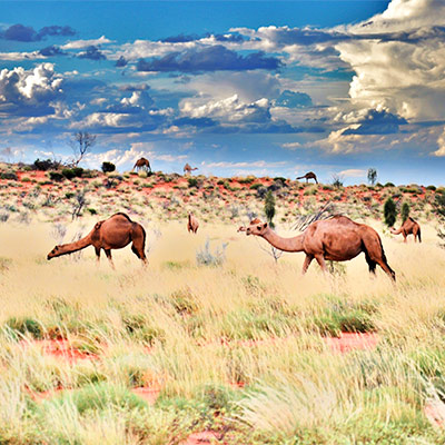 mont uluru