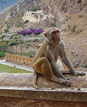 Le temple des singes